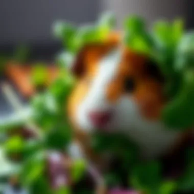 Magnificent The Importance of Greens in the Guinea Pig Diet