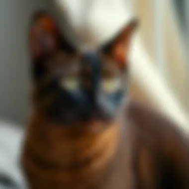 Care Essentials for Your Oriental Shorthair Essential care items for an Oriental Shorthair cat