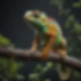 A vibrant chameleon perched on a branch showcasing its color-changing ability.