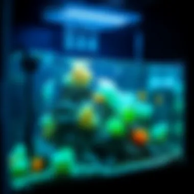 Stunning Aquarium Setup with Glow in the Dark Fish Rocks Aquarium setup featuring glow in the dark fish rocks