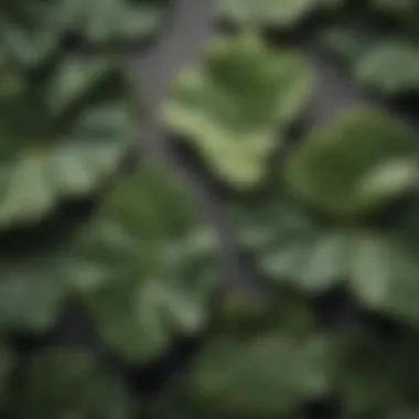 Close-up of fig leaves showcasing their texture and shape