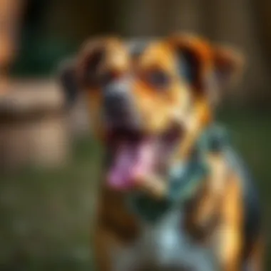 A variety of dog treats beside rawhide bones