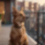 A dog enjoying the view from a secure balcony