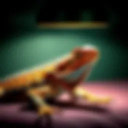 A vibrant bearded dragon basking under a light