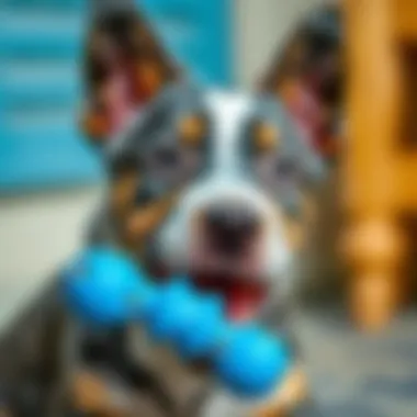 Close-up of a Blue Heeler chewing on a dental health toy