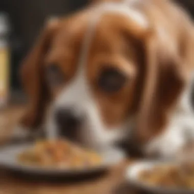 Nourishing Your Beagle A healthy Beagle enjoying a nutritious meal