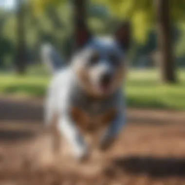 A Blue Heeler playing energetically in a park, reflecting its vitality