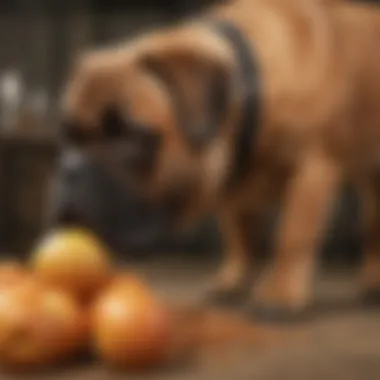 A Bullmastiff playing in a healthy environment after a nutritious meal