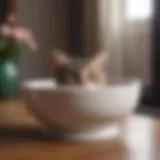 Ceramic food bowl for kittens showcasing elegant design