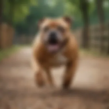 Active Lifestyle of a Healthy Bully Breed Healthy bully breed dog playing outdoors