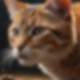 Nutritional benefits of insect protein for cats
