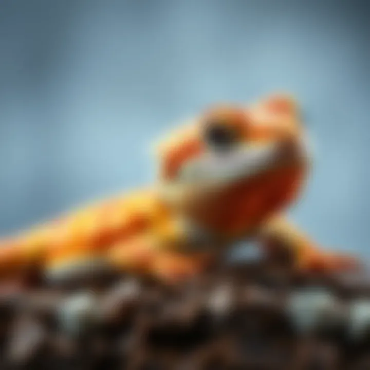 Budgeting for Bearded Dragon Insurance A calculator and pet care pamphlet for budgeting pet insurance