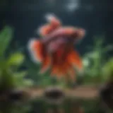 Betta fish swimming peacefully in a community tank
