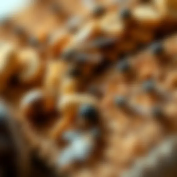 Understanding the Ingredients: Flea Collar Composition Close-up of ingredients in flea collars