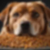 Close-up of Canidae dog food showing high-quality ingredients