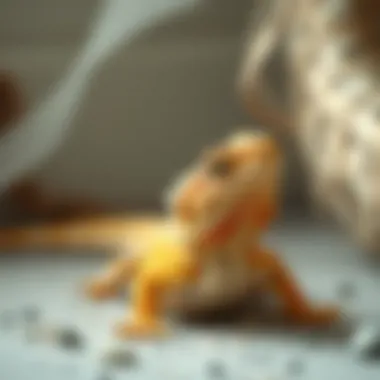 Understanding Bearded Dragon Behavior A bearded dragon interacting playfully in its environment