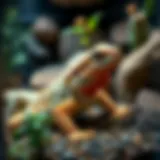 A beautifully arranged bearded dragon habitat with natural decor