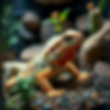 Bearded Dragon Habitat Essentials A beautifully arranged bearded dragon habitat with natural decor