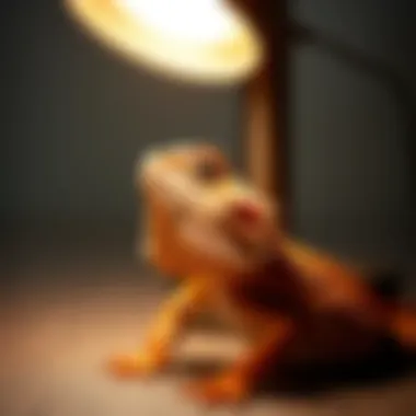 Health and Basking Needs of Bearded Dragons A bearded dragon basking under a heat lamp
