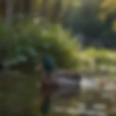 A serene pond habitat suitable for Cayuga ducks