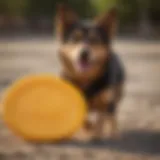 Variety of chewy dog frisbees showcasing different materials and colors