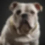 A variety of grooming brushes suitable for English Bulldogs