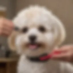 Maltipoo getting groomed with a slicker brush