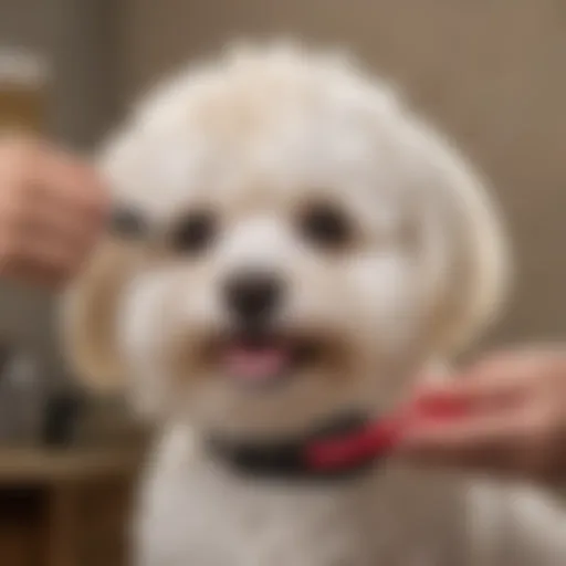 Maltipoo getting groomed with a slicker brush
