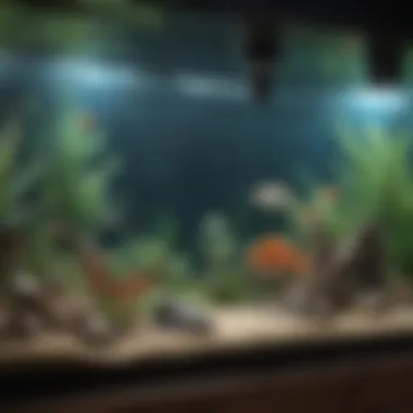 Key Equipment for Aquatic Care Close-up of essential aquarium equipment including filters, heaters, and lighting