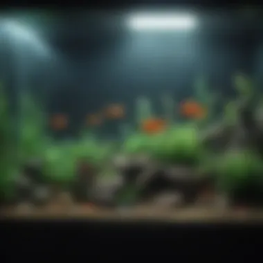 Effective Maintenance Solutions An aquarium maintenance setup showcasing tools and cleaning supplies