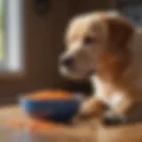 Elderly dog enjoying a bowl of low protein food