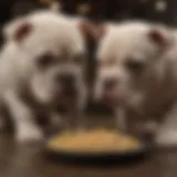 American Bully XL puppies enjoying a nutritious meal