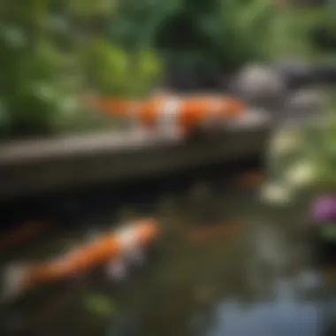 An expert demonstrating maintenance techniques for a healthy koi pond.