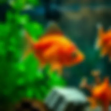 Comparison of various fish tank vacuums