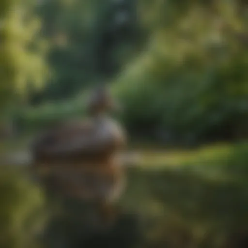 A serene duck habitat with a pond and lush greenery