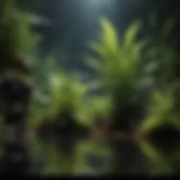 A vibrant array of freshwater aquarium plants showcasing diverse species and growth patterns.