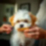 Maltipoo puppy being groomed with a brush