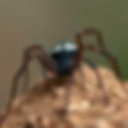 A close-up of a California black widow spider showcasing its distinctive markings.