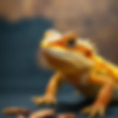 Essential Dietary Needs of Bearded Dragons Bearded dragon dietary requirements