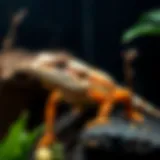 Bearded dragon in a terrarium setup