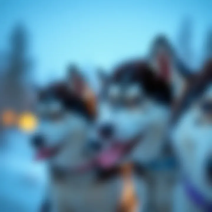 Understanding Cost Factors for Alaskan Huskies Cost breakdown for Alaskan Husky puppies