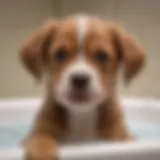 Puppy enjoying a bath with gentle shampoo