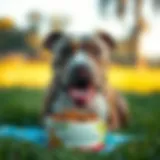 Pitbull enjoying a bowl of Diamond Naturals dog food