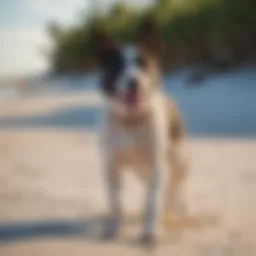 A playful dog enjoying the sandy beach on Anna Maria Island