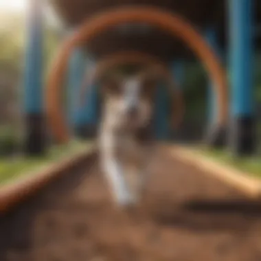 Agility Course for Dogs A dog agility course featuring tunnels and jumps for active play.