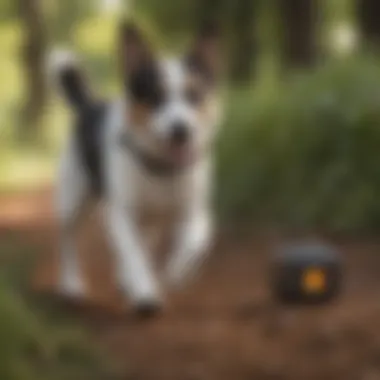 Illustration of a dog wearing the Cube GPS tracker outdoors