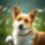 A dog enjoying a fly-free environment