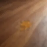 Wood floor with visible urine stain