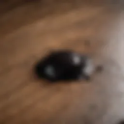 Detailed close-up of black pee stain on wooden surface