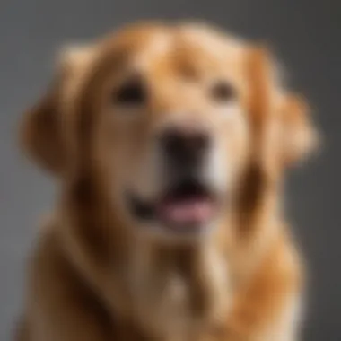Healthy and shiny coat of a Golden Retriever after grooming